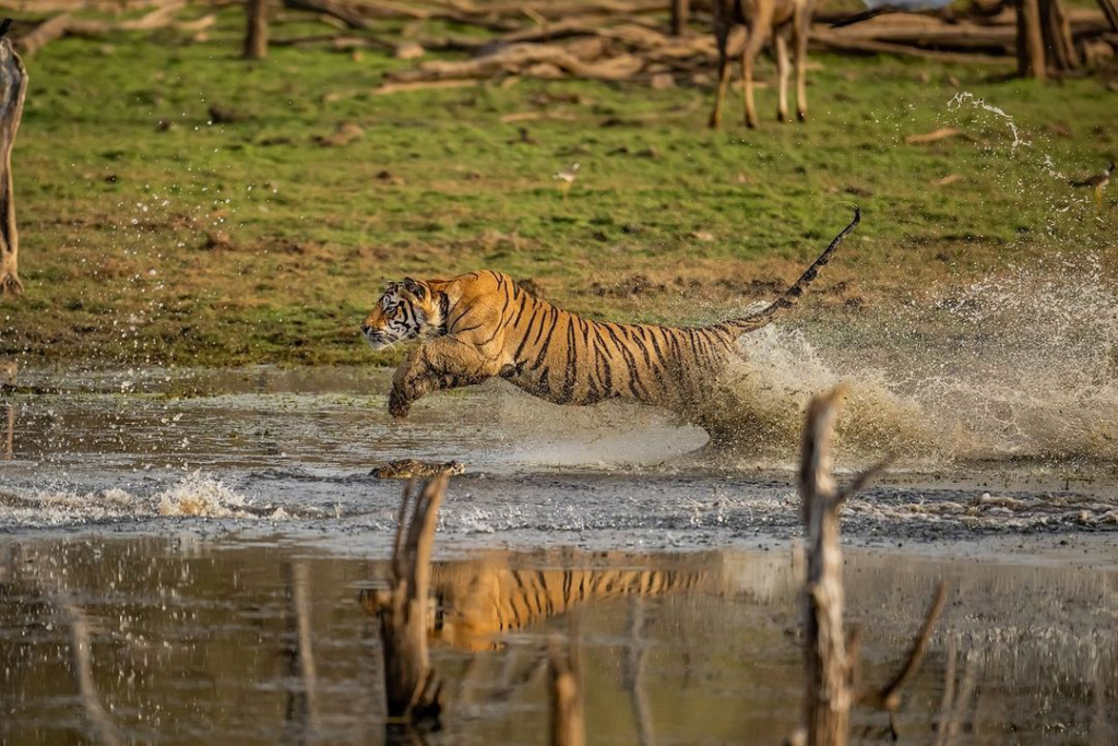 Beyond the Tiger: Wildlife You Can Discover in Ranthambore