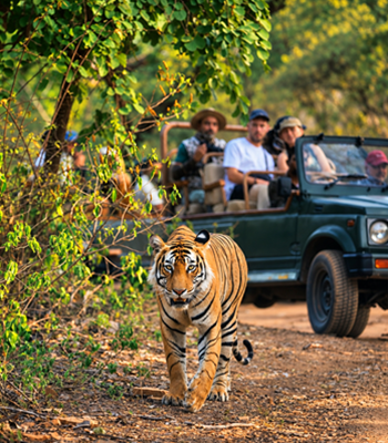ranthambore-safari-assistance